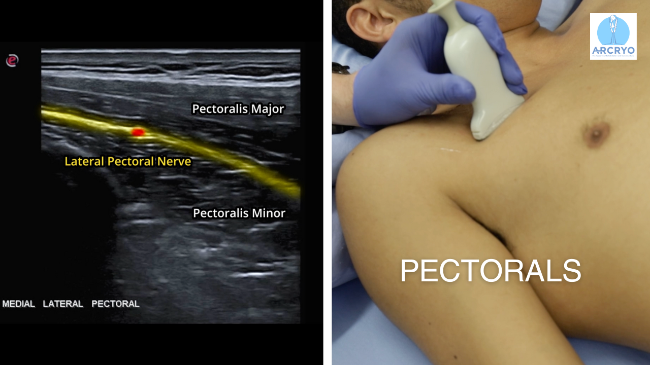 Course 1 | Shoulder Region